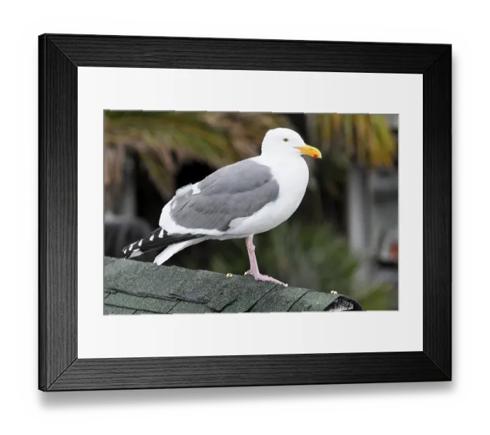 Framed Print : Western Gull (Larus occidentalis) Framed Print : Western Gull (Larus occidentalis)