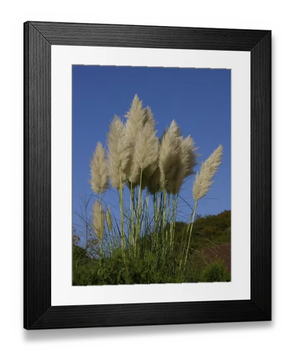 Framed Print : Pampas grass (Cortaderia selloana) Framed Print : Pampas grass (Cortaderia selloana)