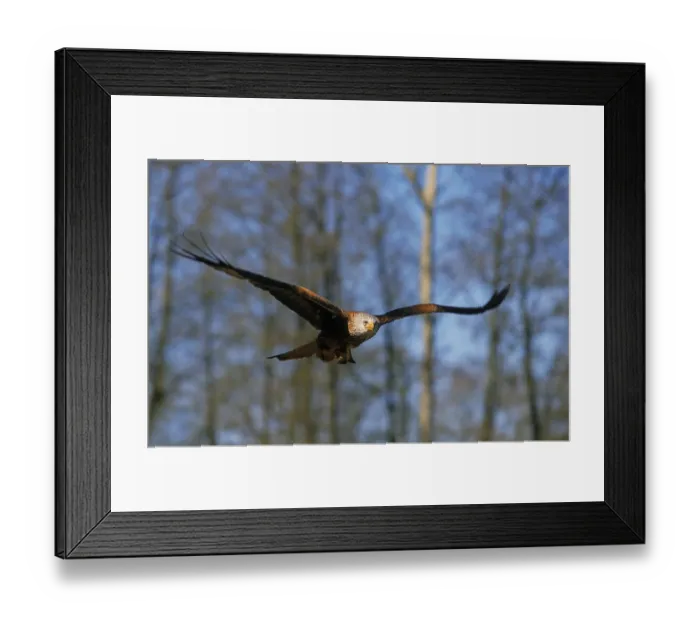 Framed Print : Red Kite (Milvus milvus), Red Kite Framed Print : Red Kite (Milvus milvus), Red Kite