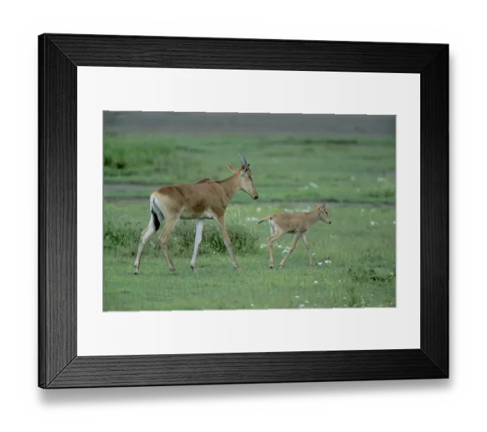 Framed Print : Cow antelope, hartebeest (Alcelaphus buselaphus) with young animal