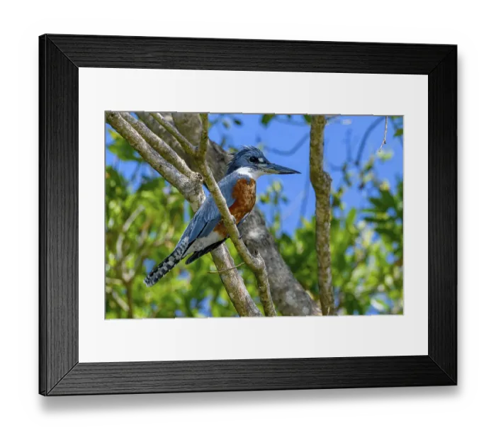 Framed Print : Ringed kingfisher (Megaceryle torquata)