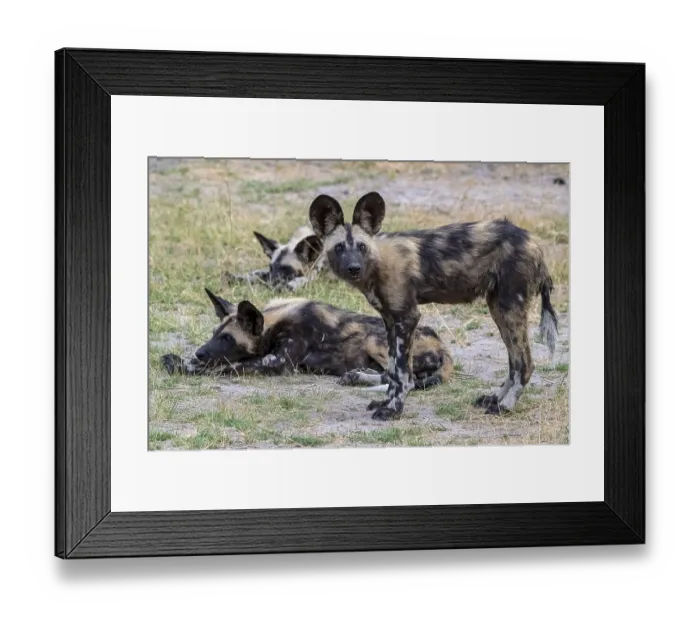 Framed Print : African wild dog (Lycaon pictus)