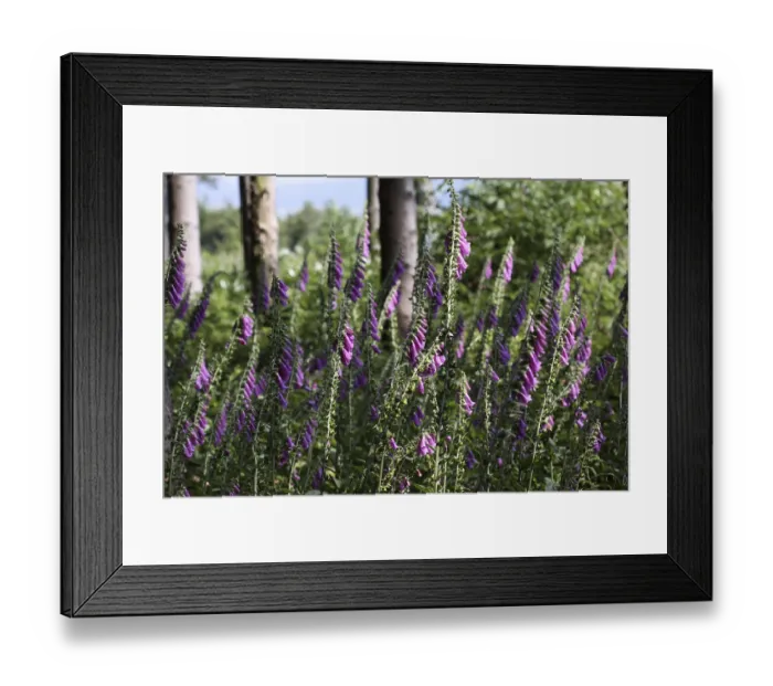 Framed Print : Red foxglove at the edge of the forest