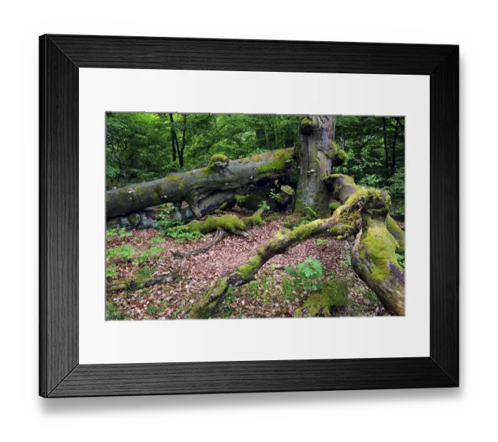 Framed Print : Old beech (Fagus), approx. 400 years old Framed Print : Old beech (Fagus), approx. 400 years old