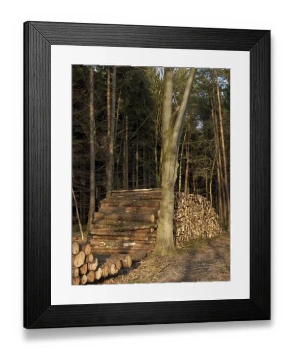 Framed Print : Lumber in the forest with coloured markings Framed Print : Lumber in the forest with coloured markings