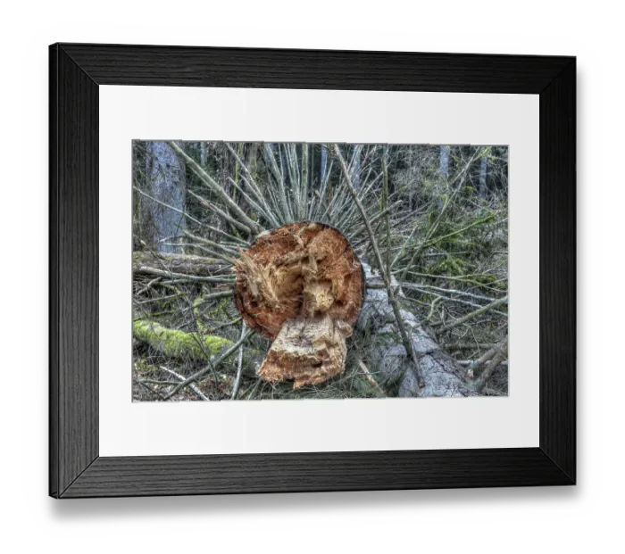 Framed Print : Fallen trees, forest dieback, Riedschachen Framed Print : Fallen trees, forest dieback, Riedschachen