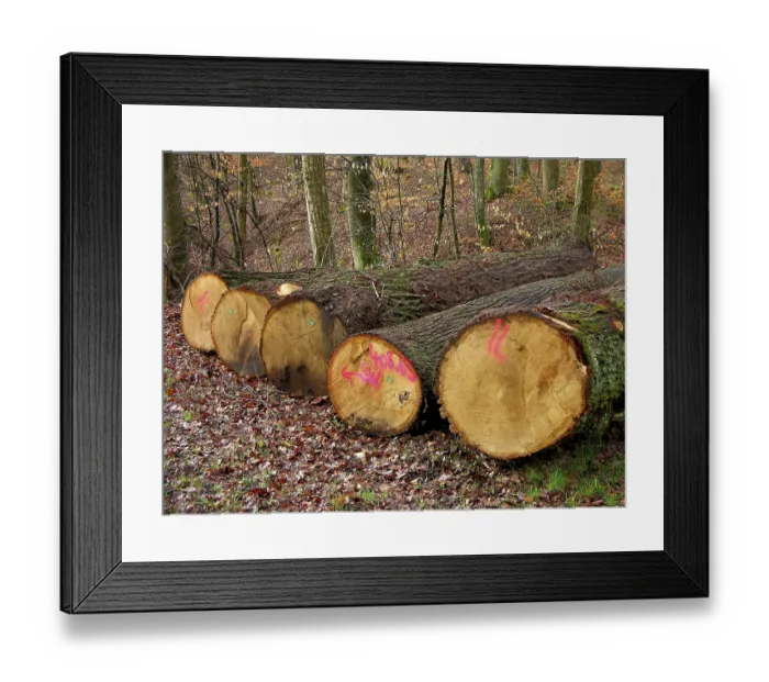 Framed Print : Cut logs in the forest Timber Oak log yard Framed Print : Cut logs in the forest Timber Oak log yard