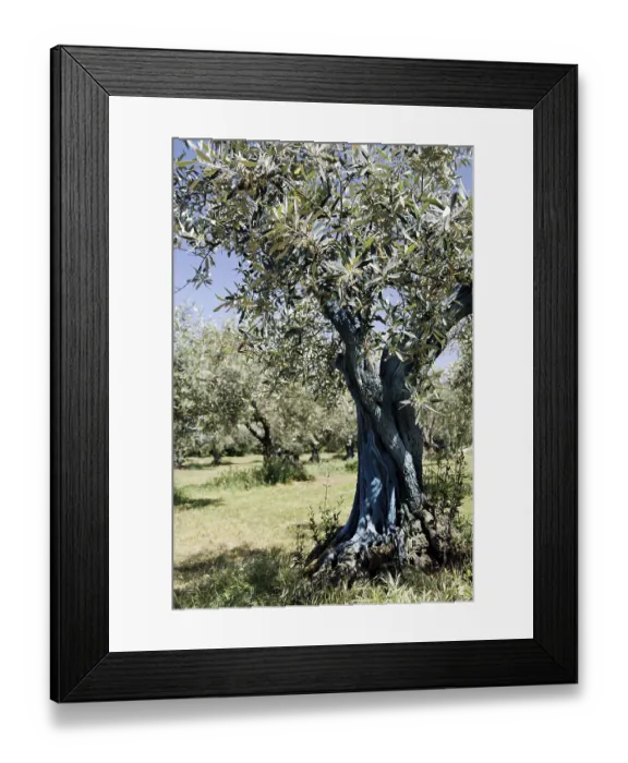 Framed Print : Olive grove