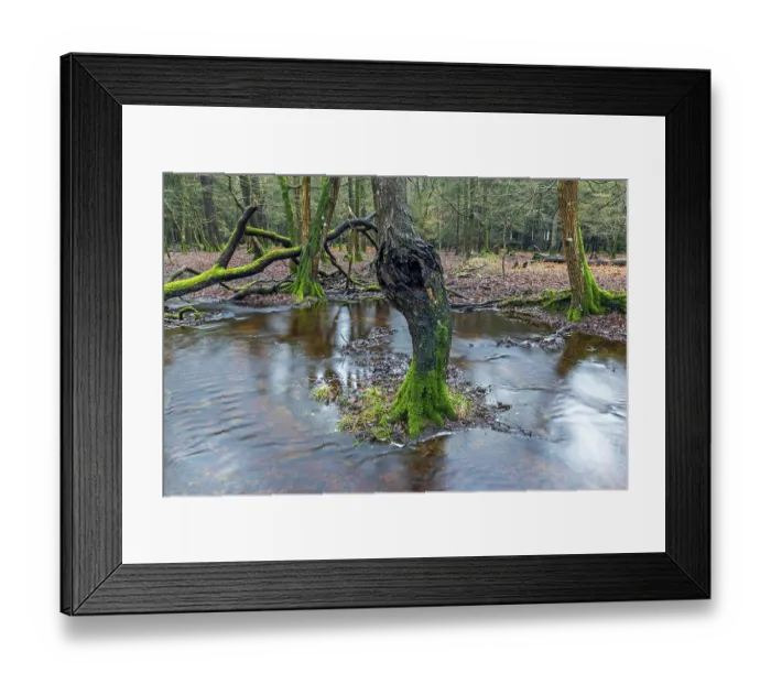 Framed Print : Forest brook in einem Mischwald Framed Print : Forest brook in einem Mischwald