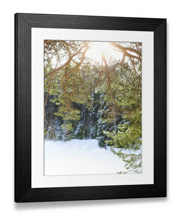 Framed Print : Fir branches covered with snow in cold winter forest Framed Print : Fir branches covered with snow in cold winter forest