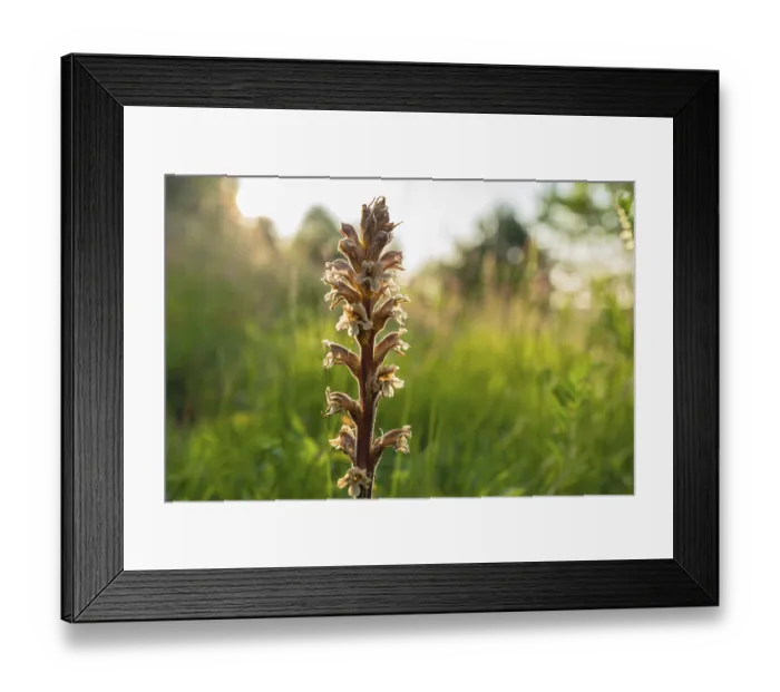 Framed Print : Native orchid species in the Swabian Alb Framed Print : Native orchid species in the Swabian Alb