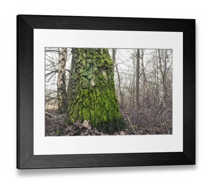 Framed Print : Tree with green moss on the barch in the forest