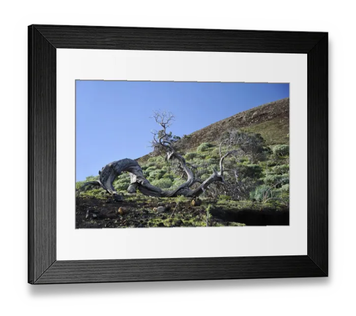 Framed Print : Juniper tree, El Hierro, El Sabinar