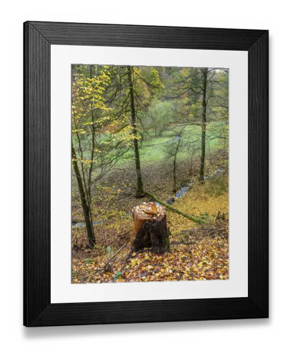 Framed Print : Tree stump in autumn forest, Vessertal near Breitenbach Framed Print : Tree stump in autumn forest, Vessertal near Breitenbach