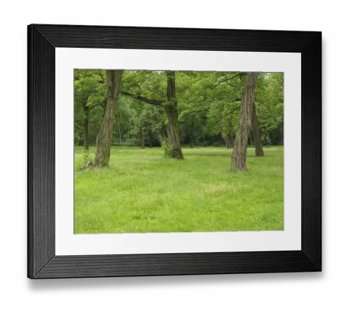 Framed Print : Trees in a park Framed Print : Trees in a park