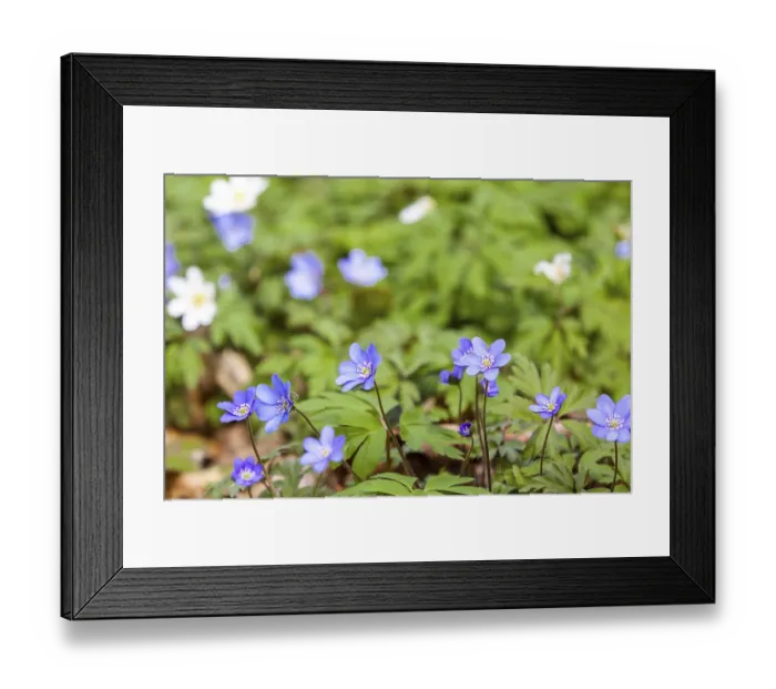 Framed Print : Flowering anemone carpet in the forest