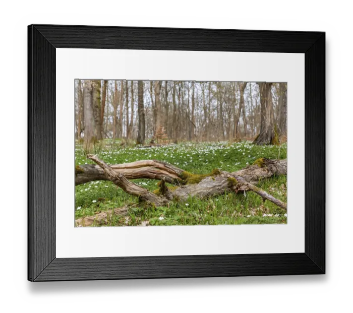 Framed Print : Flowering anemone carpet in the forest Framed Print : Flowering anemone carpet in the forest