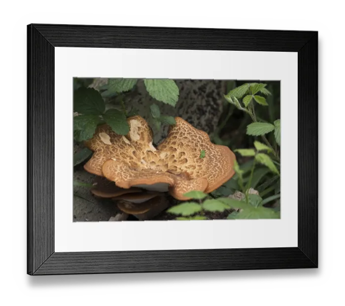 Framed Print : Large Bracket Fungus (Inonotus dryadeus)