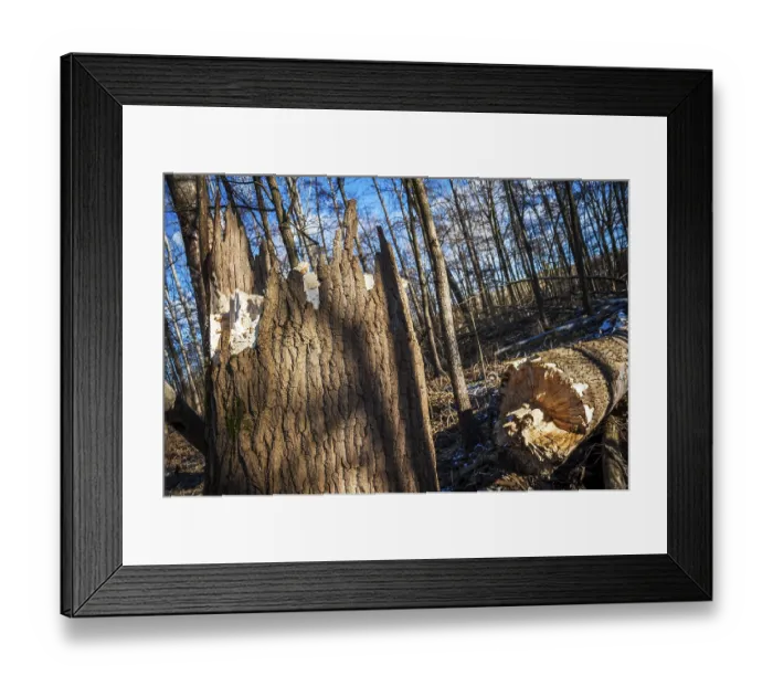 Framed Print : Tree felled by a storm in the forest