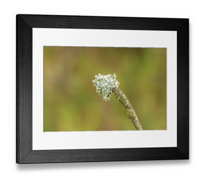 Framed Print : Blue-green lichens in the mixed forest