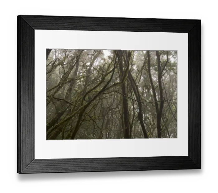 Framed Print : Garajonay National Park laurisilva in Barranco de Sobreagulo - La Gomera