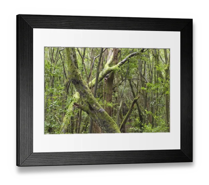 Framed Print : Garajonay National Park laurisilva in Barranco de Sobreagulo - La Gomera