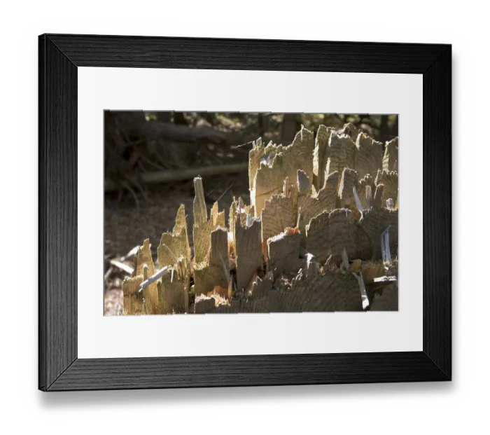 Framed Print : Cut spruce in National Park Bavarian Forest Germany