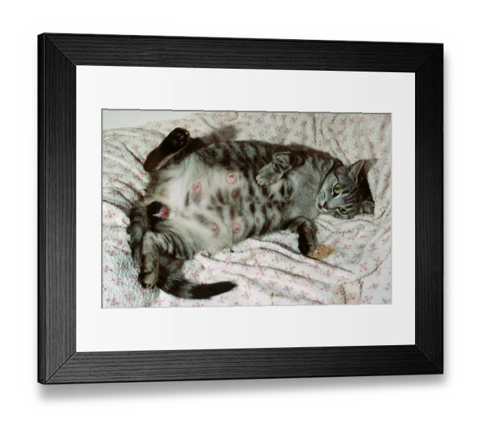 Framed Print : Domestic cat gives birth to kittens