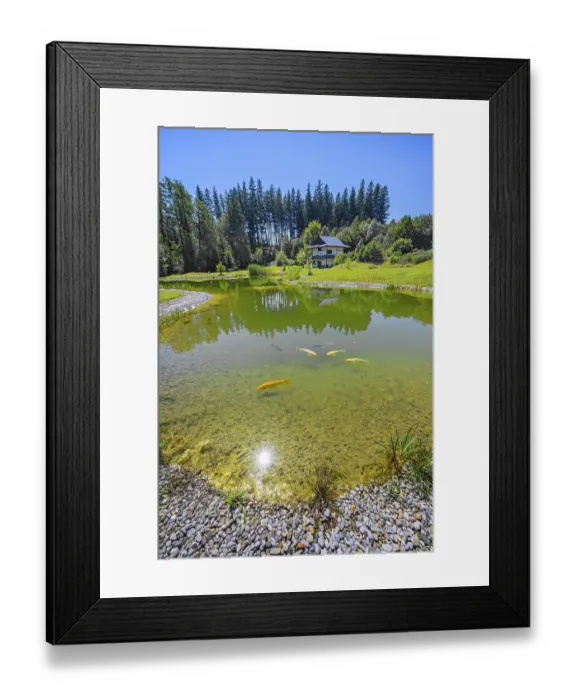 Framed Print : Open day, Lake Mondsee with koi