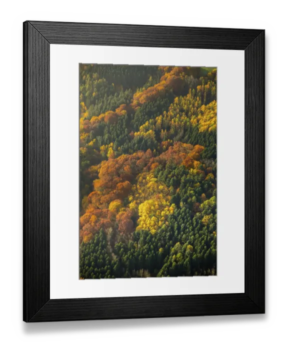 Framed Print : Deciduous forest and colorful autumn leaves Framed Print : Deciduous forest and colorful autumn leaves