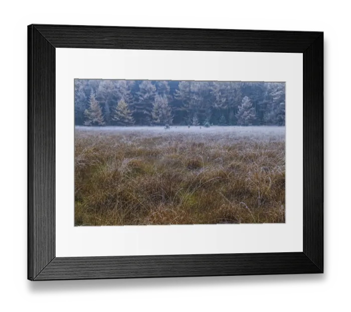 Framed Print : Larch forest in autumn at the edge of a moor