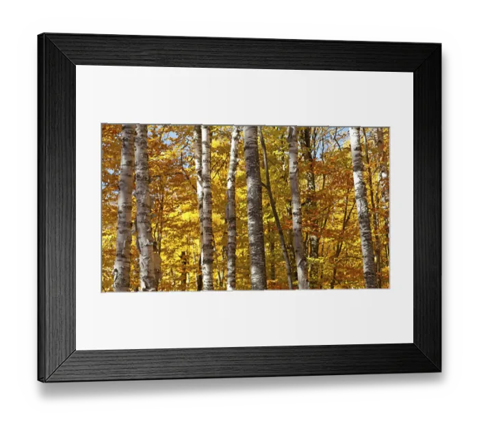 Framed Print : Autumnal birch forest panorama in Canada Framed Print : Autumnal birch forest panorama in Canada