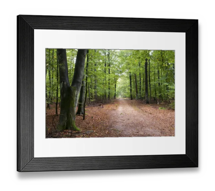 Framed Print : Waldweg, Wernerwald, Cuxhaven, Lower Saxony