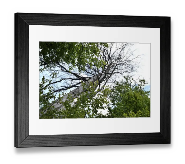 Framed Print : Forest dieback in the Hunsruck-Hochwald National Park with dead beech and healthy deciduous trees