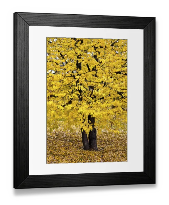 Framed Print : Autumnally colored broad-leaved tree Framed Print : Autumnally colored broad-leaved tree