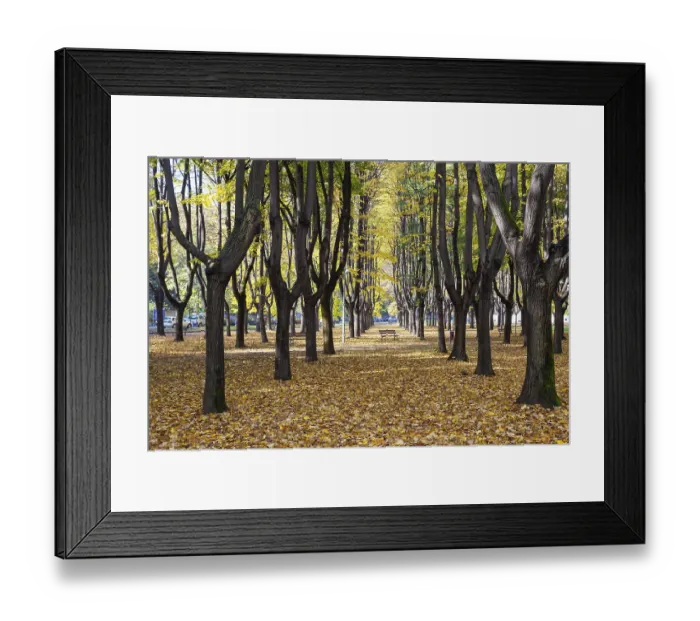 Framed Print : Autumn Colours in Parco di Monza