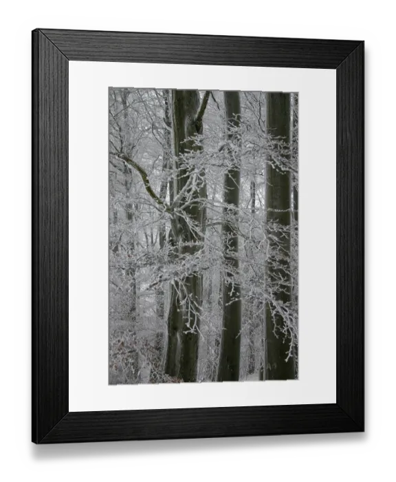 Framed Print : Winter in a beech forest