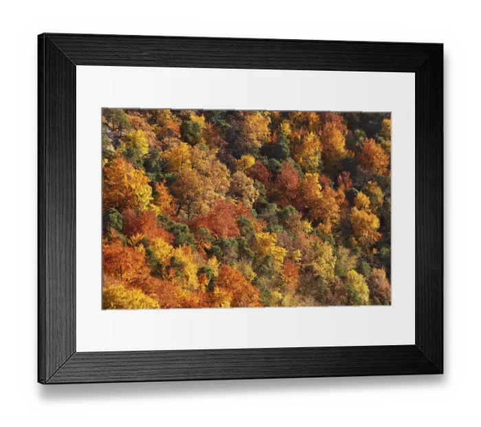 Framed Print : Autumnal mixed forest in the valley near Duernstein