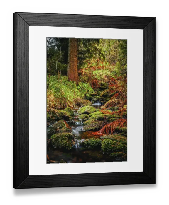 Framed Print : Long exposure of the river 'WeiBe Sehma' in a spruce forest with red ferns on the river bank Framed Print : Long exposure of the river 'WeiBe Sehma' in a spruce forest with red ferns on the river bank