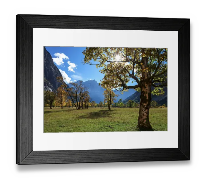 Framed Print : Maples (Acer) in autumn, GroBer Ahornboden