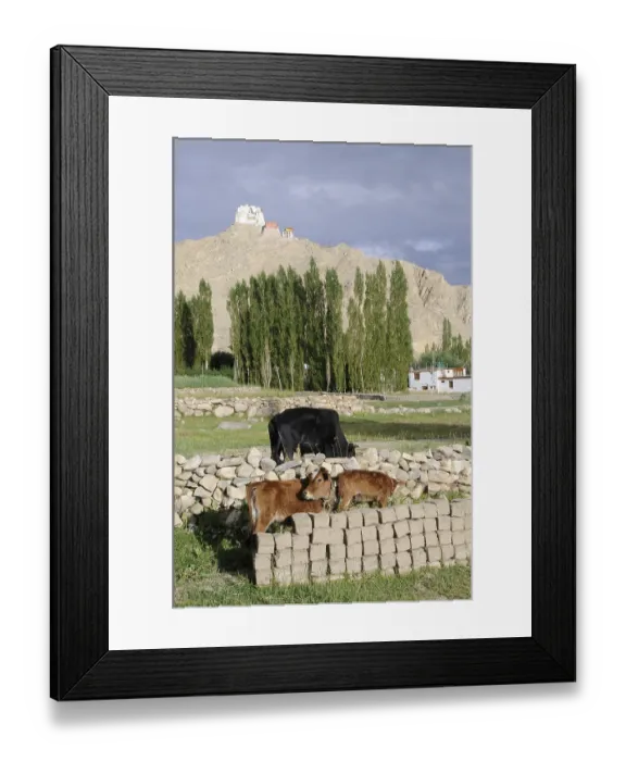 Framed Print : Leh Oase with cattle in the foreground