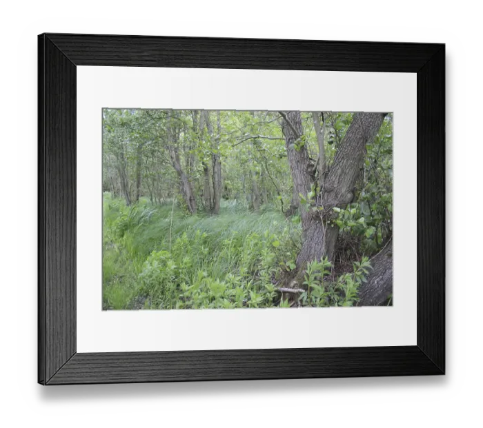Framed Print : Common black alder (Alnus glutinosa) Alder carr Wet woodland
