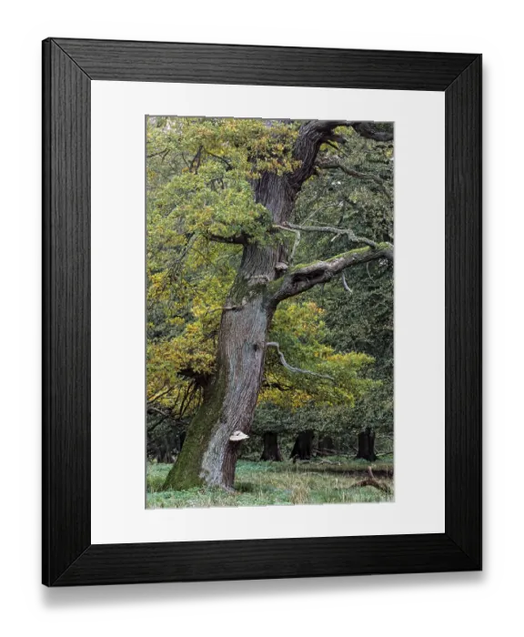 Framed Print : English Oak a tree named Majesty Oak with a circumference of 12