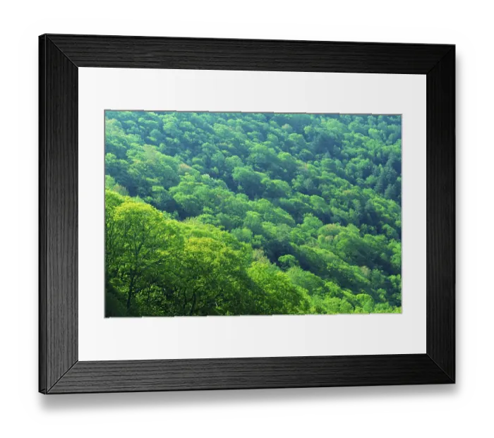 Framed Print : Deciduous forest, Appalachia, North Carolina, USA