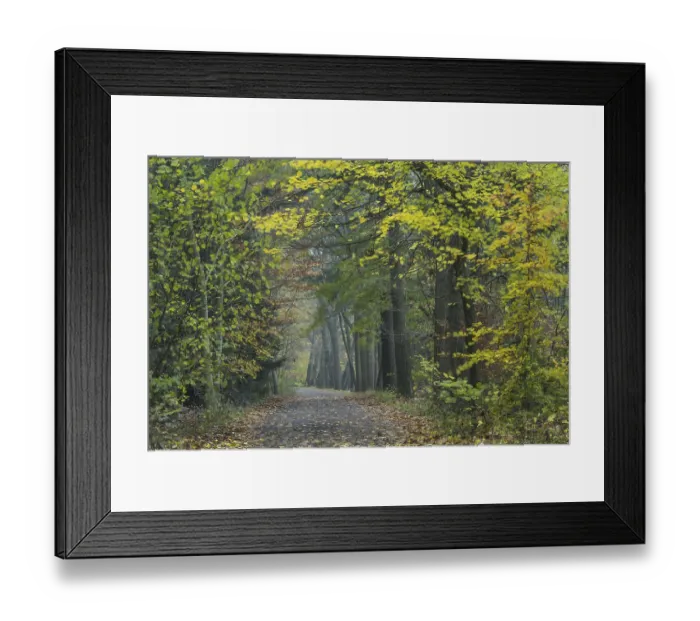 Framed Print : Fuchteler Forest near Gut Welpe
