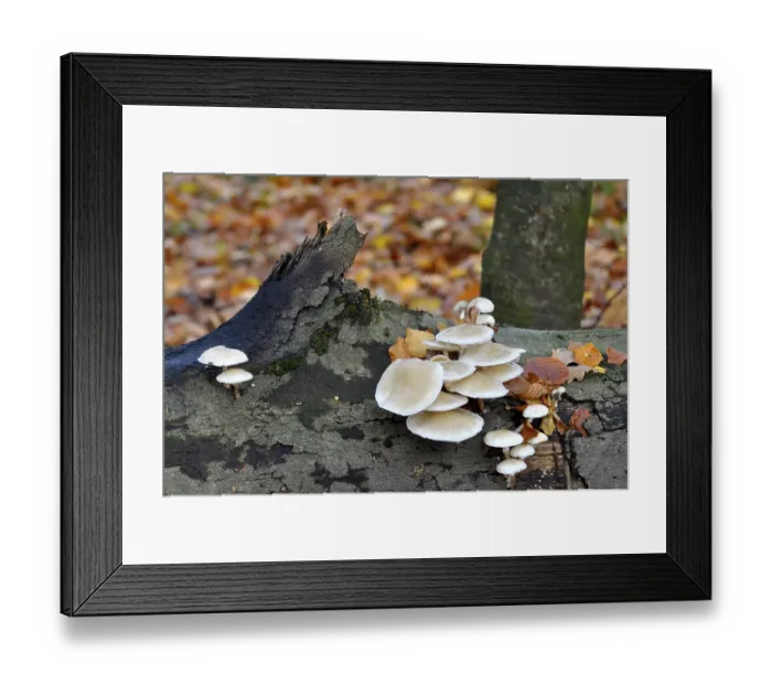 Framed Print : Fungus on a tree trunk in the forest Framed Print : Fungus on a tree trunk in the forest