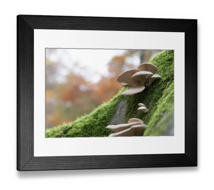 Framed Print : Branched oyster fungus (Pleurotus cornucopiae) Seitling