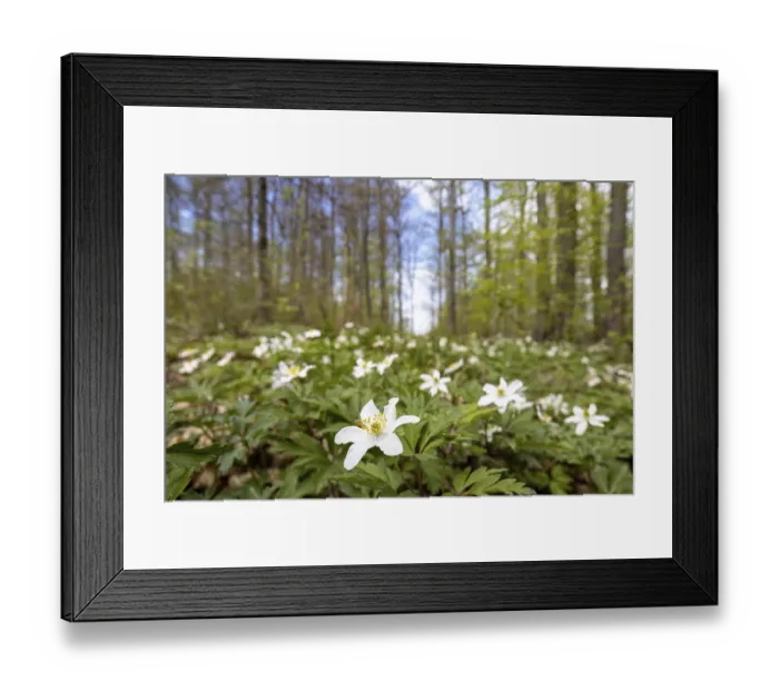Framed Print : Flowering Anemone Nature Experience Selketal
