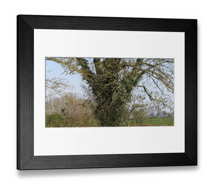 Framed Print : Ivy in a Tree, Normandy (Hedera helix) Framed Print : Ivy in a Tree, Normandy (Hedera helix)