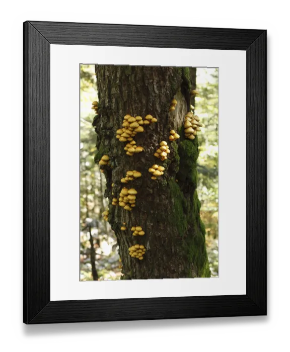 Framed Print : Pholiota mushroom (Pholiota aurivella) Framed Print : Pholiota mushroom (Pholiota aurivella)